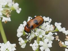 Coptocephala rubicunda