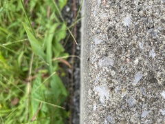 Brachyponera chinensis