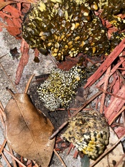 Pisolithus arenarius