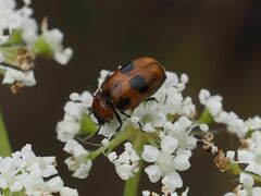 Coptocephala rubicunda