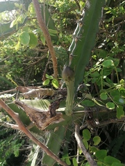 Acanthocereus tetragonus