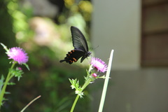 Papilio demetrius demetrius