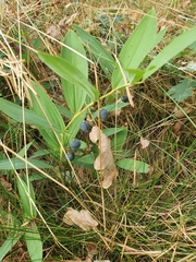 Polygonatum odoratum