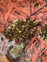 Pisolithus arenarius