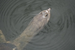 Apalone ferox