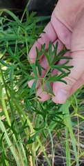 Peucedanum alsaticum