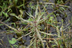 Hygrophila auriculata