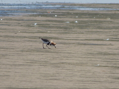 Charadrius falklandicus
