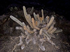 Brachycereus nesioticus