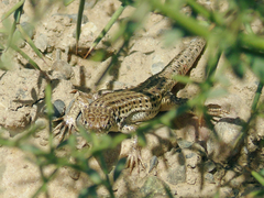 Eremias velox