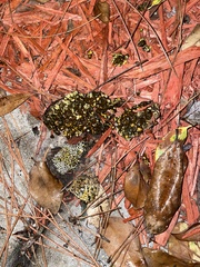 Pisolithus arenarius