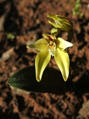 Caladenia flava