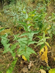 Vincetoxicum hirundinaria