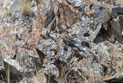 Leucosticte nemoricola