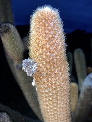 Brachycereus nesioticus