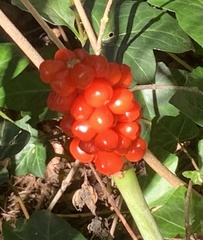 Arum