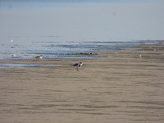 Charadrius falklandicus