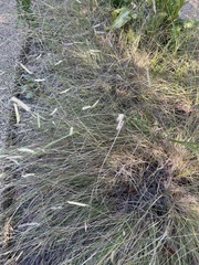 Bouteloua gracilis