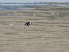 Charadrius falklandicus