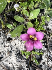 Diascia