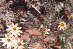 Dimorphotheca pinnata