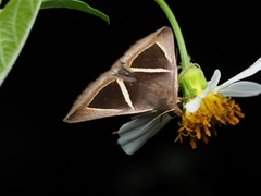 Chalciope mygdon