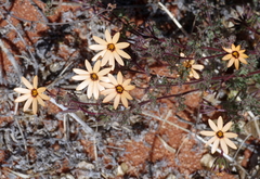 Dimorphotheca pinnata