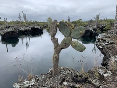 Opuntia galapageia