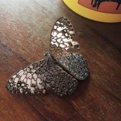 Hamadryas amphichloe