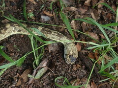 Crotalus molossus molossus