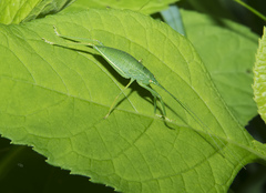 Pterophylla camellifolia