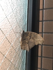 Melanitis phedima oitensis