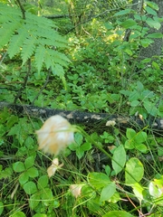 Eriophorum