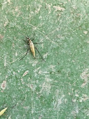 Oecanthus nigricornis