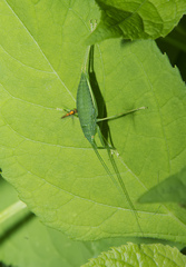 Pterophylla camellifolia
