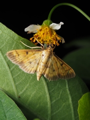 Herpetogramma