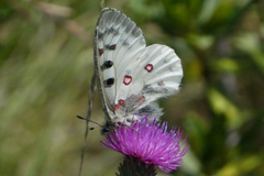 Parnassius phoebus