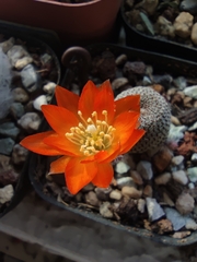 Aylostera heliosa