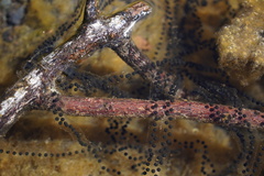 Sclerophrys gutturalis