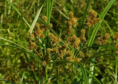 Cyperus glomeratus
