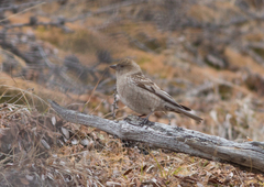 Leucosticte nemoricola