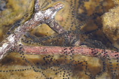 Sclerophrys gutturalis