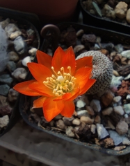 Aylostera heliosa