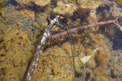 Sclerophrys gutturalis