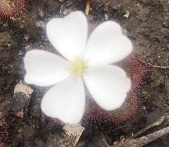 Drosera aberrans