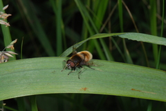 Eristalis intricaria