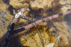 Sclerophrys gutturalis