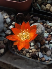 Aylostera heliosa