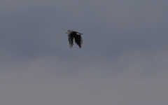 Nucifraga caryocatactes