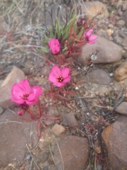 Drosera cistiflora